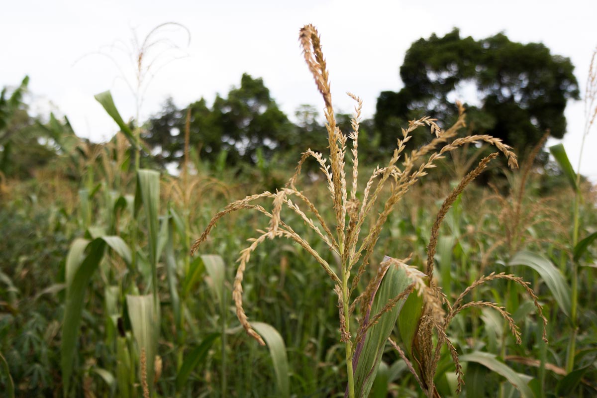 Maize in a field