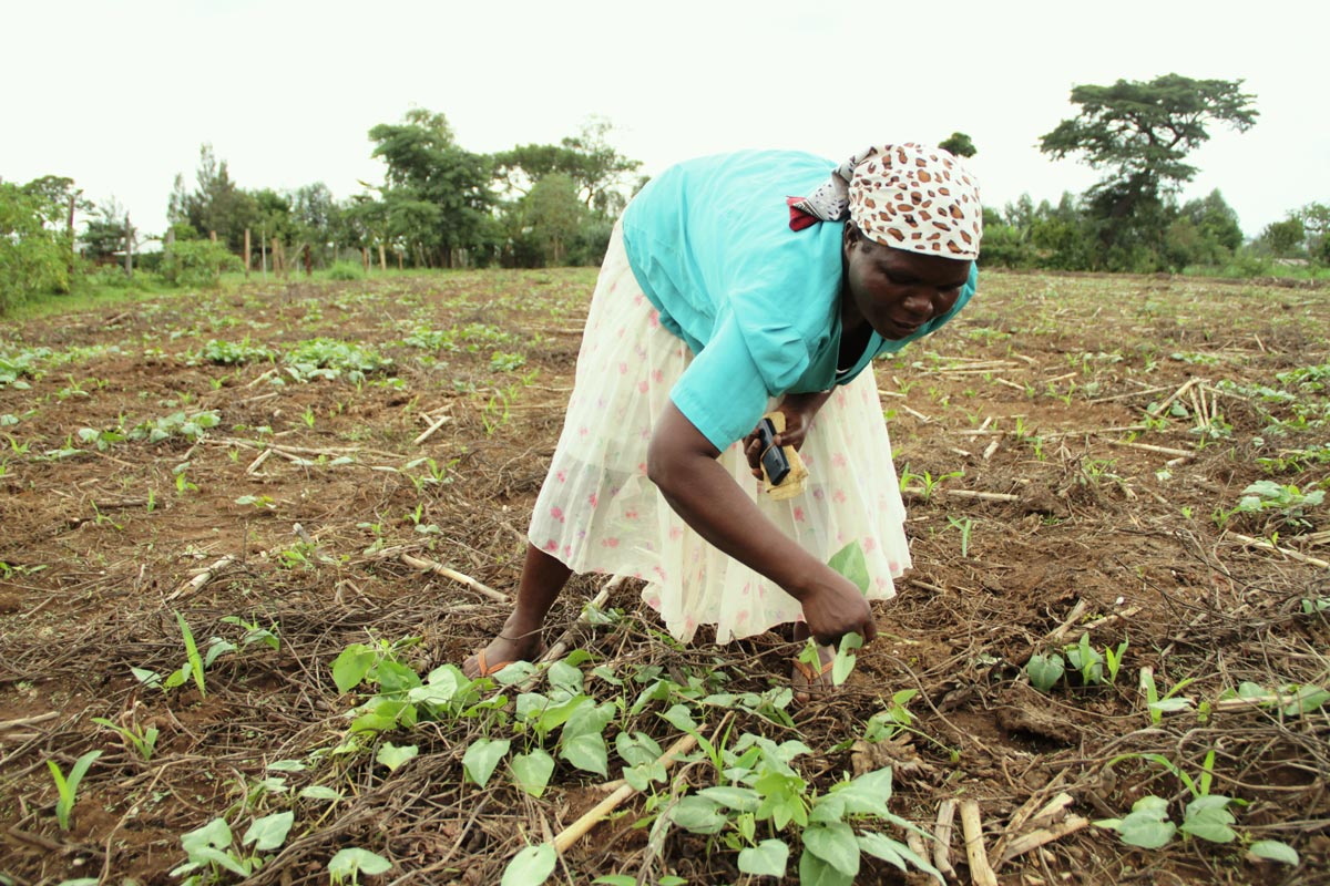 Sustainable Farming