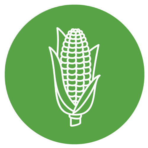 Corn-SQ500 Corn-SQ500