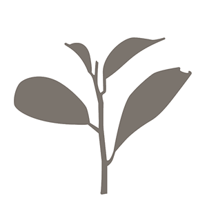 Sprig Brown SQ300 Sprig Brown SQ300
